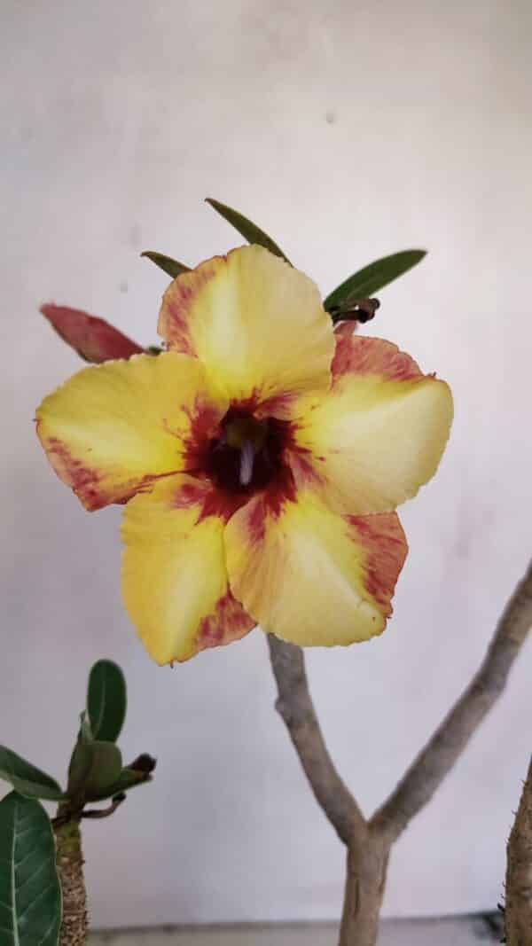 Planta Simples 3045 – 35cm – 03 anos - Imagem 1