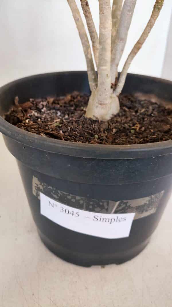 Planta Simples 3045 – 35cm – 03 anos - Imagem 7