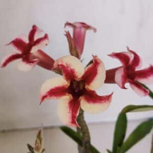 Planta Simples 3046 – 30cm – 03 anos