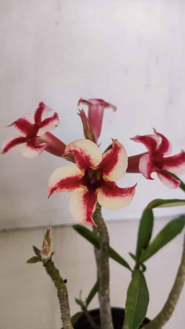 Planta Simples 3046 – 30cm – 03 anos - Imagem 1