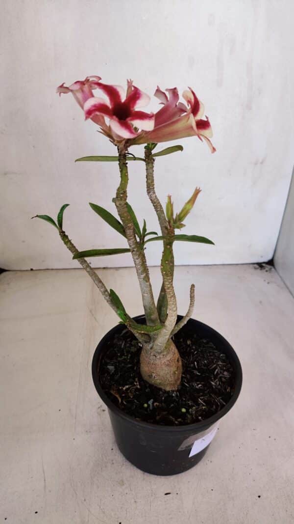 Planta Simples 3046 – 30cm – 03 anos - Imagem 6