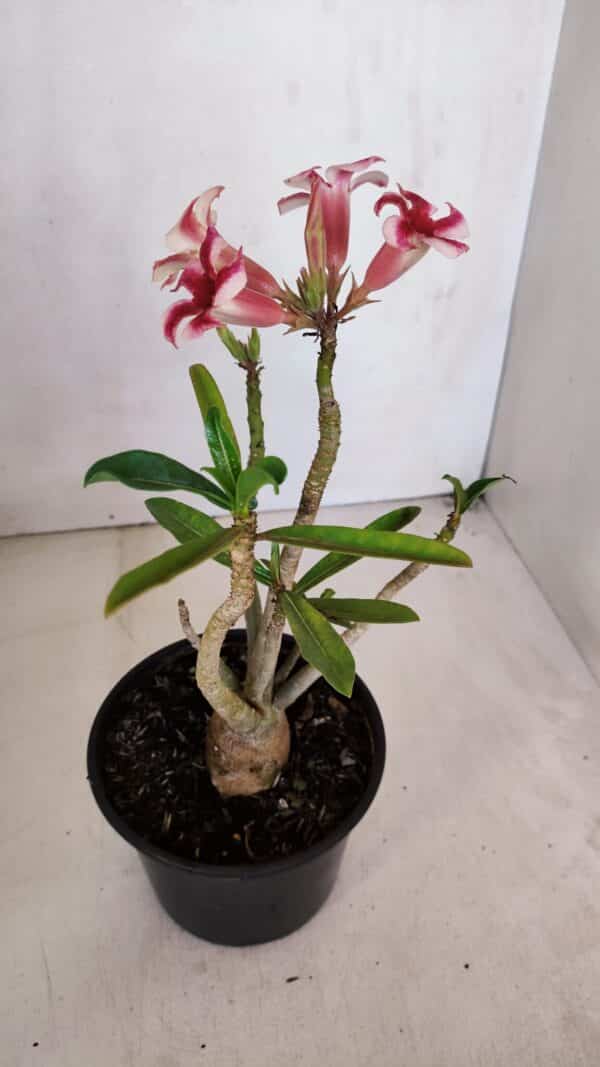 Planta Simples 3046 – 30cm – 03 anos - Imagem 5