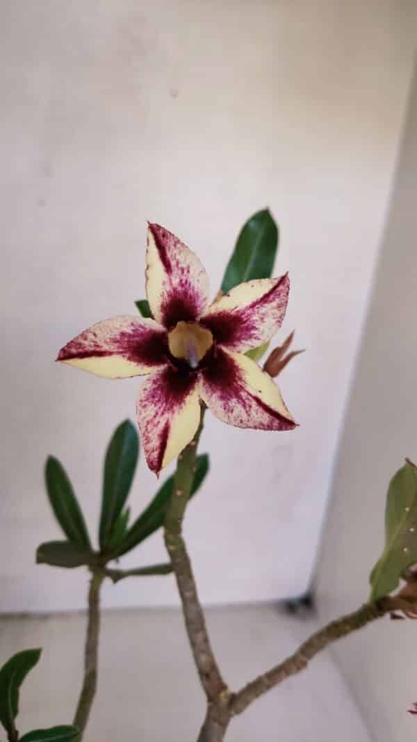 Planta Simples 3047 – 35cm – 03 anos - Imagem 1