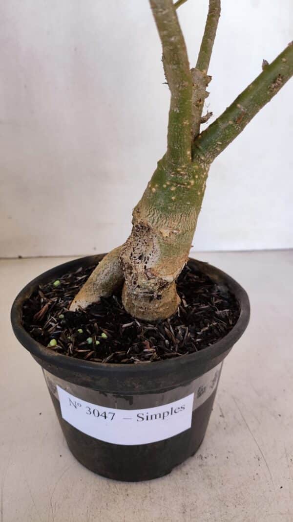 Planta Simples 3047 – 35cm – 03 anos - Imagem 8