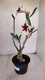 Planta Simples 3047 – 35cm – 03 anos - Imagem 7