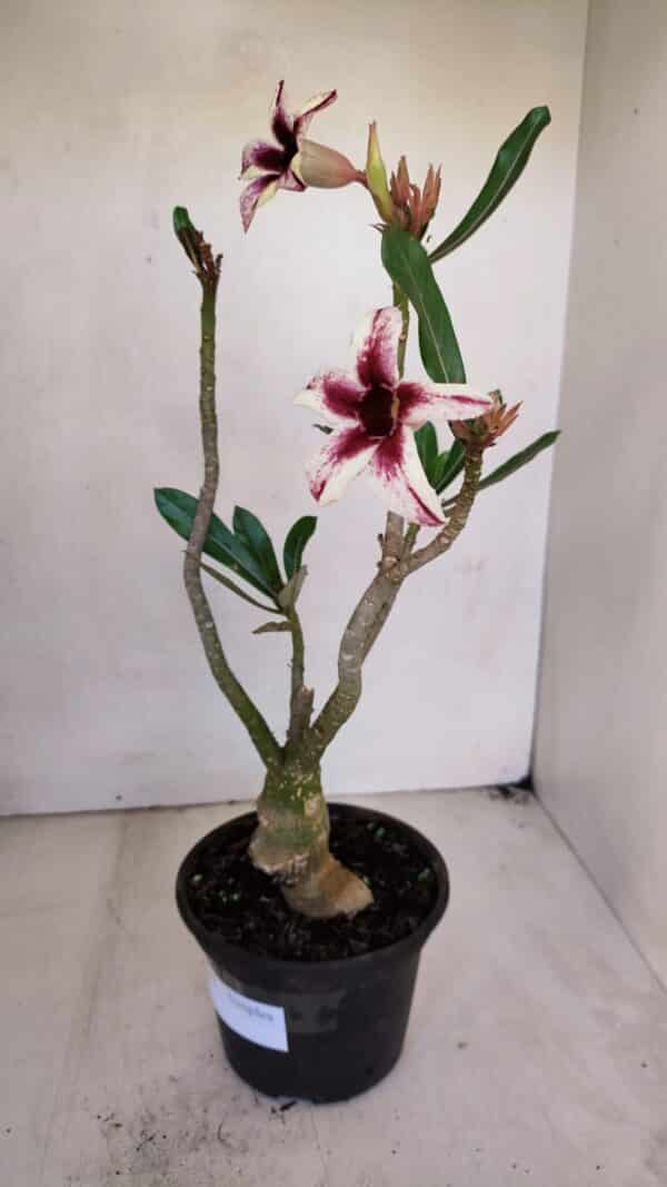 Planta Simples 3047 – 35cm – 03 anos - Imagem 7