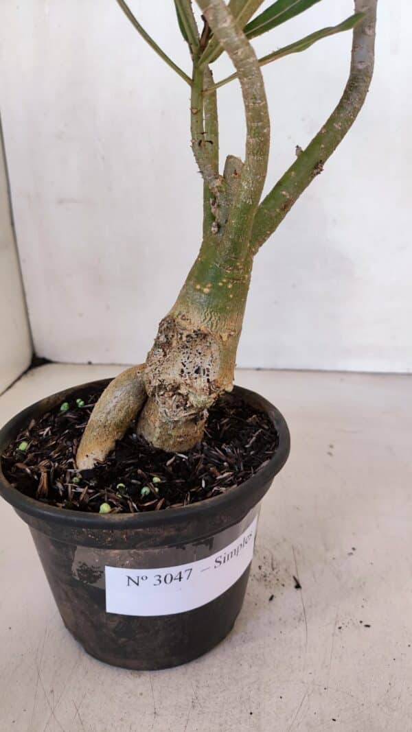 Planta Simples 3047 – 35cm – 03 anos - Imagem 5