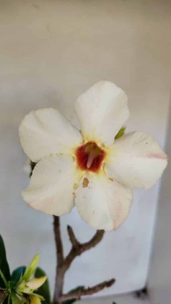 Planta Simples 3048 – 45cm – 03 anos - Imagem 1