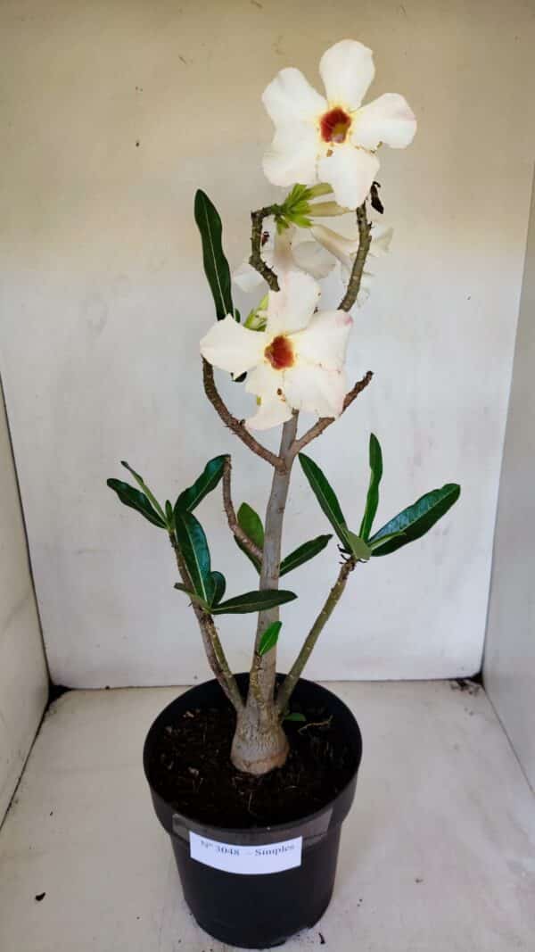 Planta Simples 3048 – 45cm – 03 anos - Imagem 8