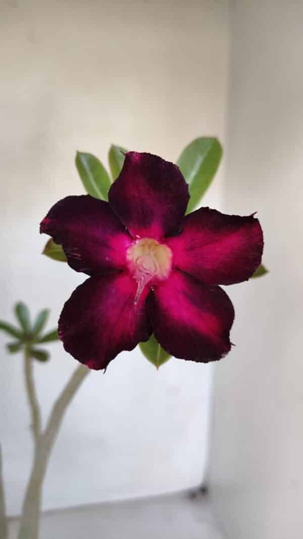Planta Simples 3049 – 35cm – 03 anos - Imagem 1