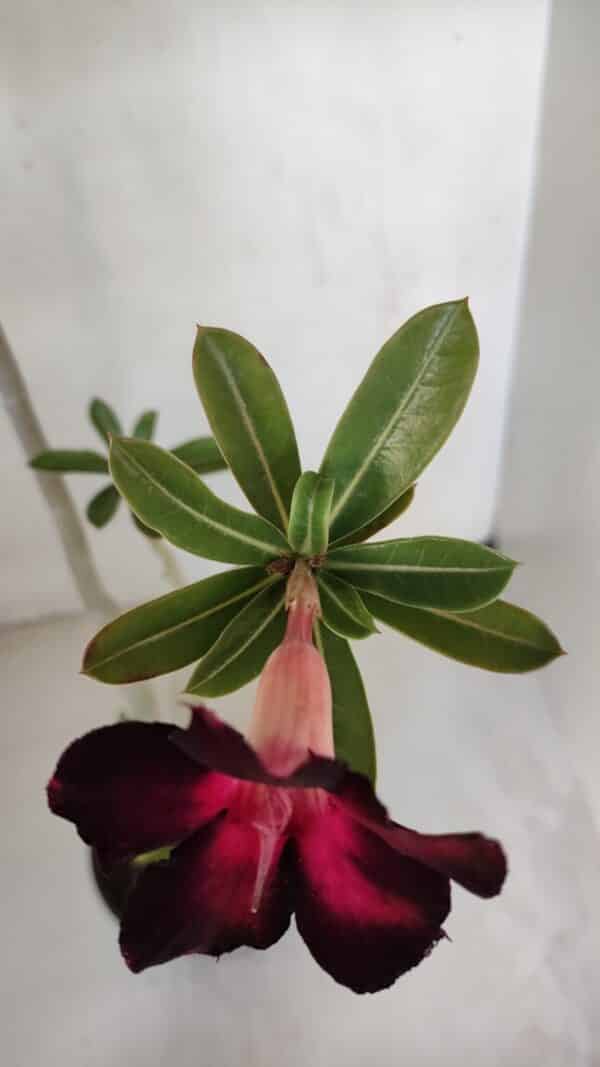 Planta Simples 3049 – 35cm – 03 anos - Imagem 4