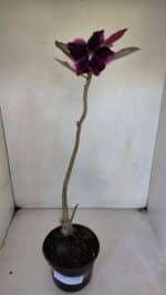 Planta Simples 3050 – 35cm – 03 anos - Imagem 2