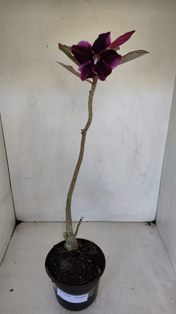 Planta Simples 3050 – 35cm – 03 anos - Imagem 2