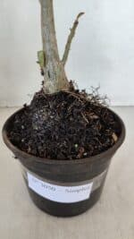 Planta Simples 3050 – 35cm – 03 anos - Imagem 7