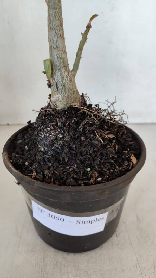 Planta Simples 3050 – 35cm – 03 anos - Imagem 7