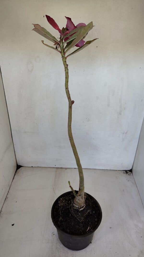 Planta Simples 3050 – 35cm – 03 anos - Imagem 5