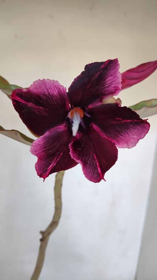 Planta Simples 3050 – 35cm – 03 anos - Imagem 1