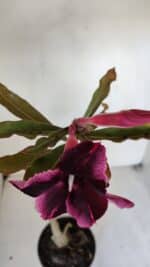 Planta Simples 3050 – 35cm – 03 anos - Imagem 4
