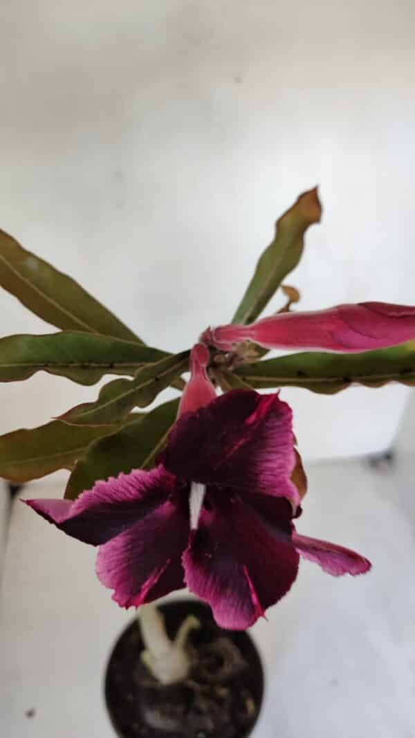 Planta Simples 3050 – 35cm – 03 anos - Imagem 4