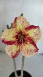 Planta Simples 3051 – 30cm – 01 ano