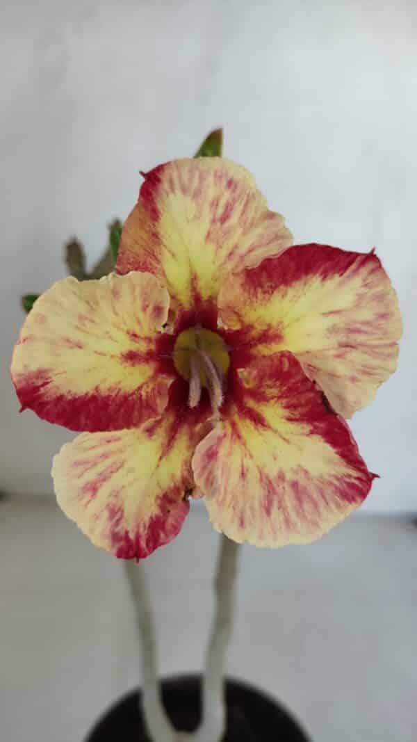 Planta Simples 3051 – 30cm – 01 ano - Imagem 1