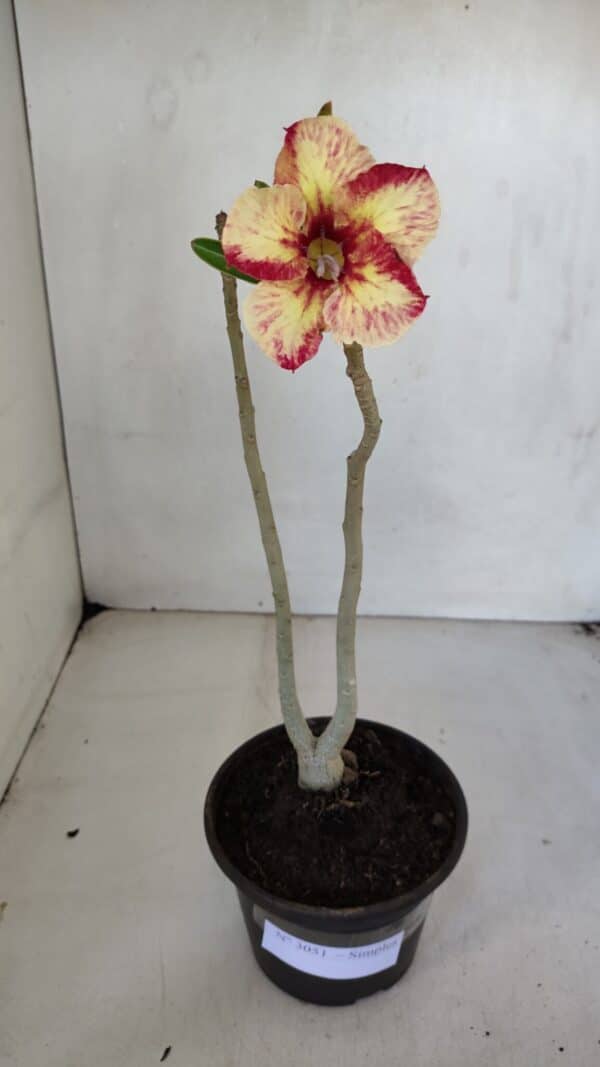 Planta Simples 3051 – 30cm – 01 ano - Imagem 2
