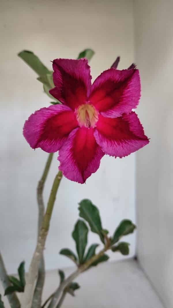 Planta Simples 3052 – 35cm – 03 anos - Imagem 1
