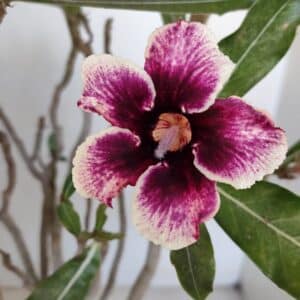 Planta Simples 3053 – 35cm – 03 anos