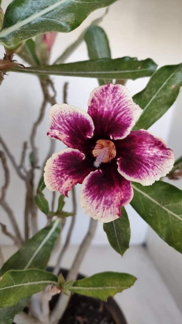 Planta Simples 3053 – 35cm – 03 anos - Imagem 1