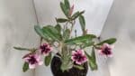 Planta Simples 3053 – 35cm – 03 anos - Imagem 5