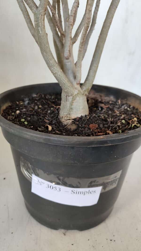 Planta Simples 3053 – 35cm – 03 anos - Imagem 9