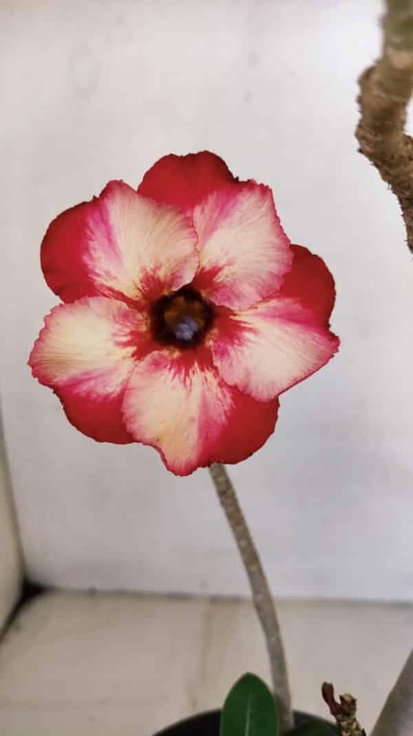 Planta Simples 3054 – 30cm – 02 anos - Imagem 1