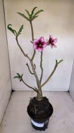 Planta Simples 3055 – 35cm – 03 anos - Imagem 2