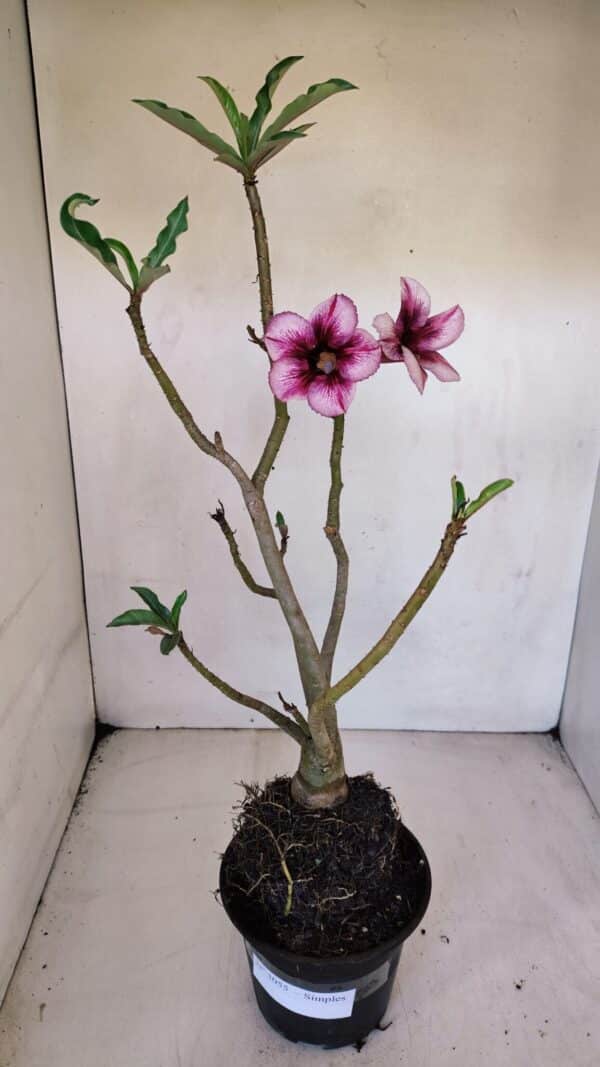 Planta Simples 3055 – 35cm – 03 anos - Imagem 2