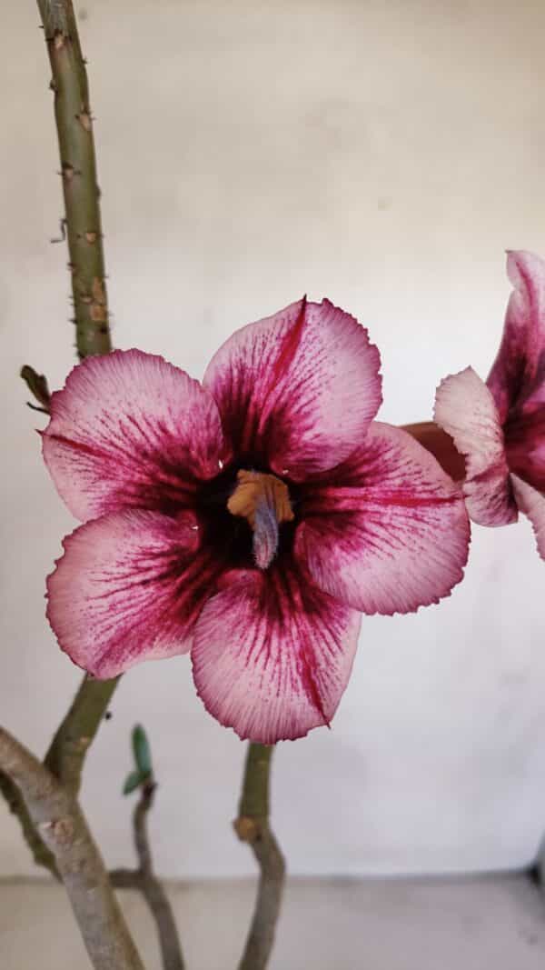 Planta Simples 3055 – 35cm – 03 anos - Imagem 1