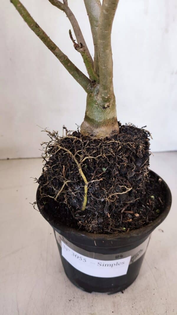 Planta Simples 3055 – 35cm – 03 anos - Imagem 8