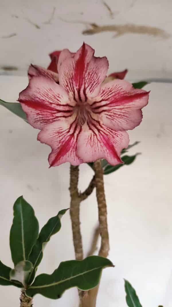 Planta Simples 3056 – 55cm – 04 anos - Imagem 1