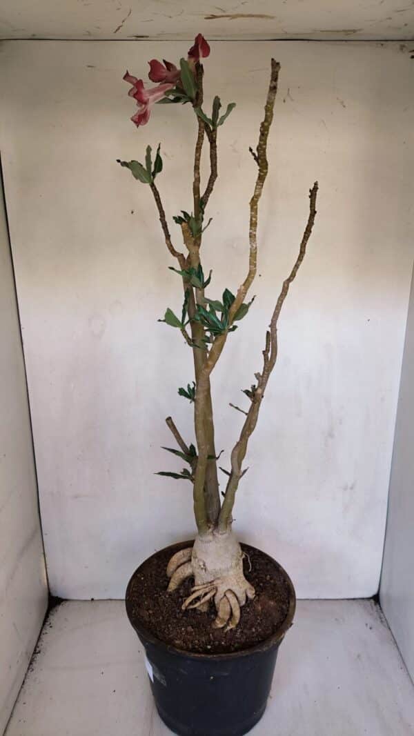 Planta Simples 3056 – 55cm – 04 anos - Imagem 8