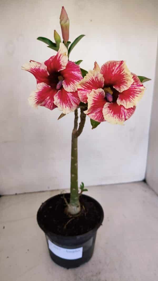 Planta Simples 3057 – 30cm – 02 anos - Imagem 1
