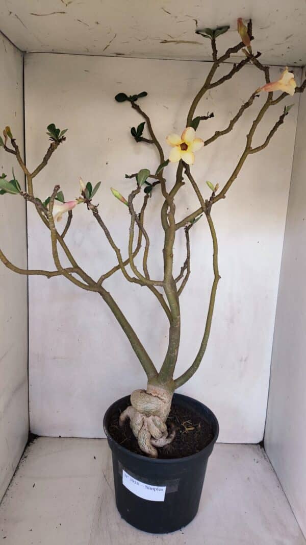 Planta Simples 3058 – 65cm – 05 anos - Imagem 1