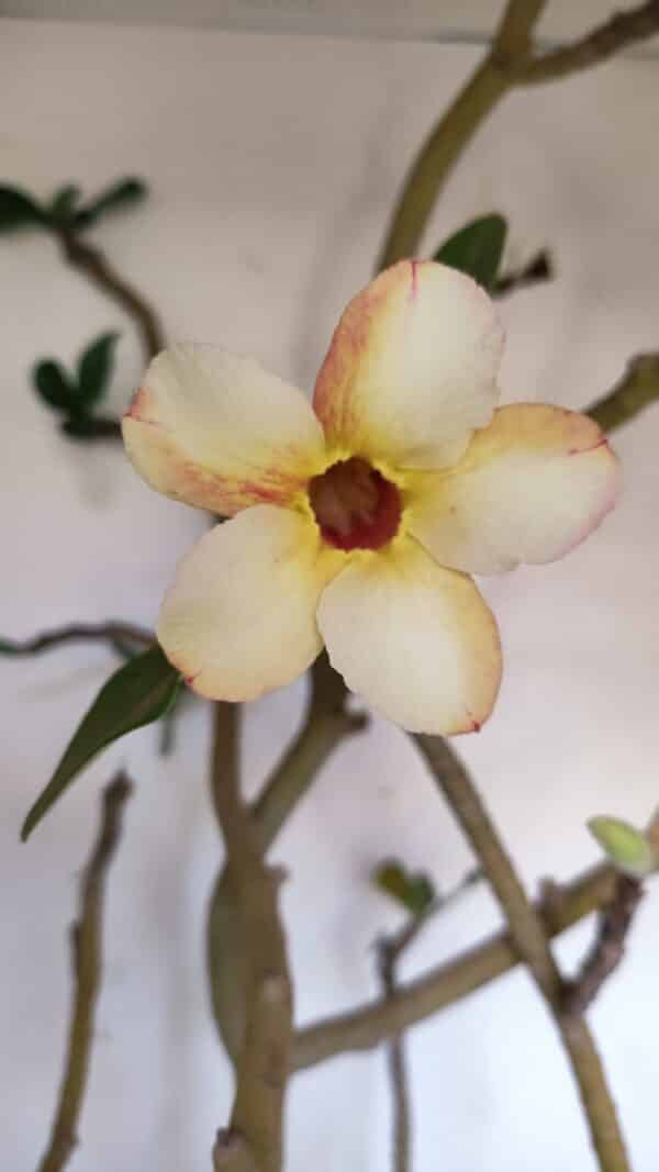 Planta Simples 3058 – 65cm – 05 anos - Imagem 3