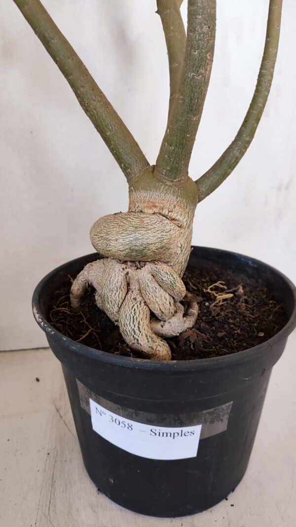 Planta Simples 3058 – 65cm – 05 anos - Imagem 4