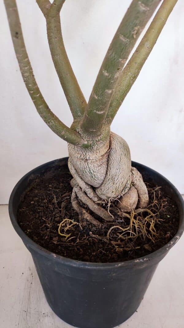 Planta Simples 3058 – 65cm – 05 anos - Imagem 7