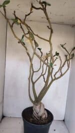 Planta Simples 3058 – 65cm – 05 anos - Imagem 6