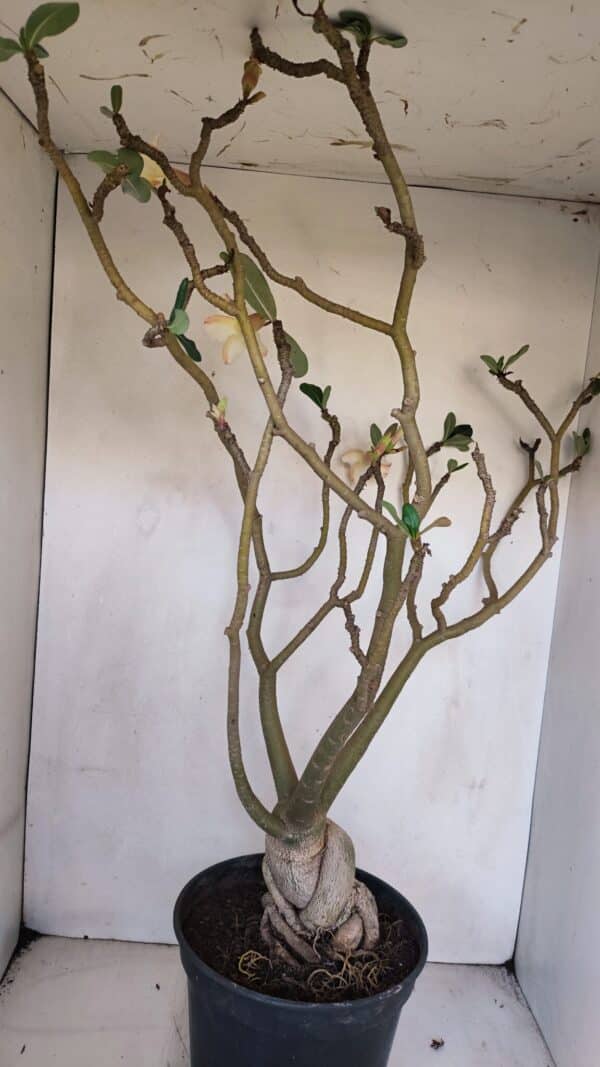 Planta Simples 3058 – 65cm – 05 anos - Imagem 6