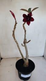 Planta Simples 3059 – 35cm – 03 anos - Imagem 2