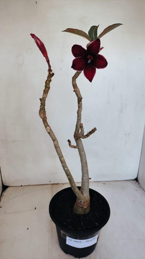 Planta Simples 3059 – 35cm – 03 anos - Imagem 2