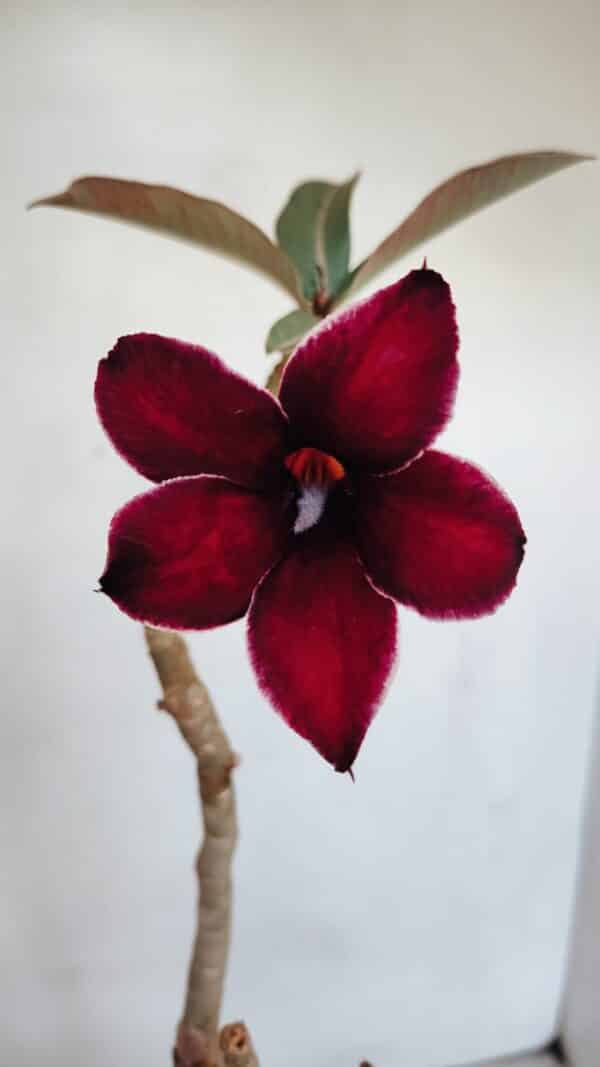 Planta Simples 3059 – 35cm – 03 anos - Imagem 1