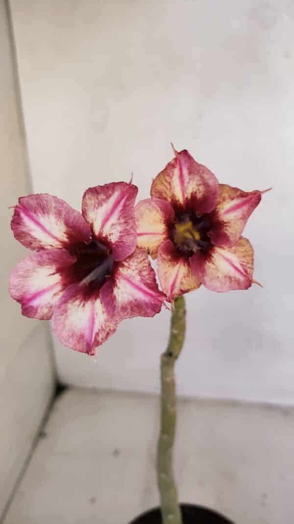 Planta Simples 3060 – 30cm – 02 anos - Imagem 4