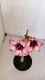 Planta Simples 3060 – 30cm – 02 anos - Imagem 6